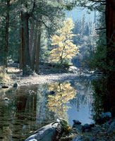 Oak Reflections Kings Canyon 1989