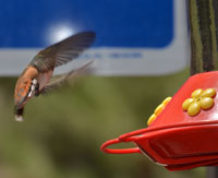 Ann's Humming Birds