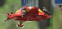 Ann's Humming Birds