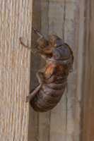Cicada Molting