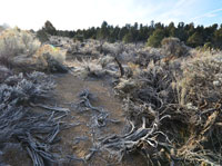 Frozen Chaparral Sunrise