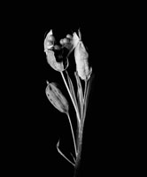 Iris Seed Poda