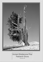 Bristlecone Pine