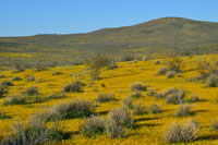 Spring Bllom outside Ridgecrest