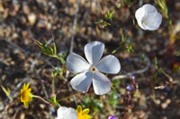Spring Bllom outside Ridgecrest