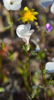 Spring Bllom outside Ridgecrest