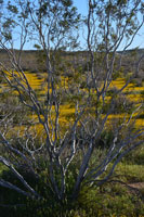 Spring Bllom outside Ridgecrest
