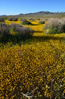 Spring Bllom outside Ridgecrest