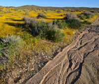 Spring Bllom outside Ridgecrest