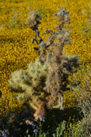 Spring Bllom outside Ridgecrest