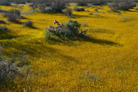 Spring Bllom outside Ridgecrest