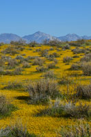Spring Bllom outside Ridgecrest